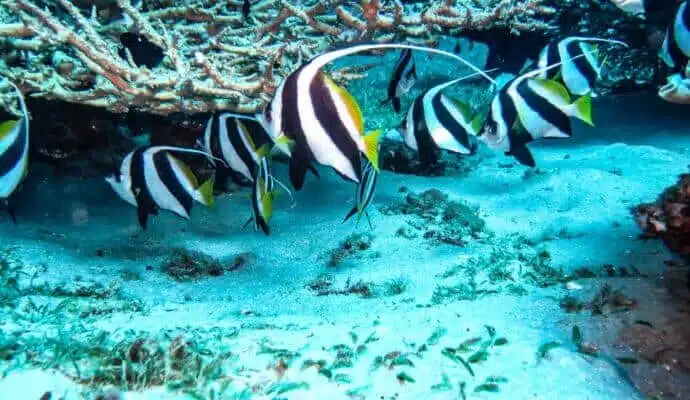 Bannerfish. Marine life in Jordan