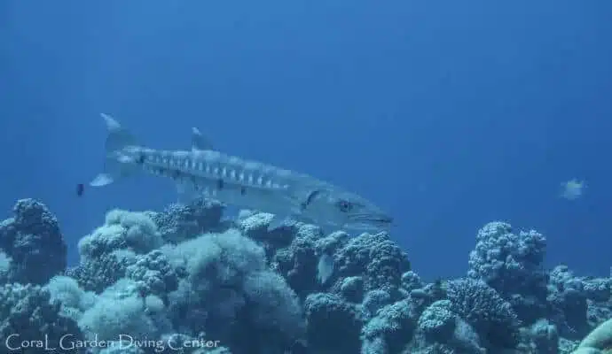 Barracuda. Marine life in Aqaba