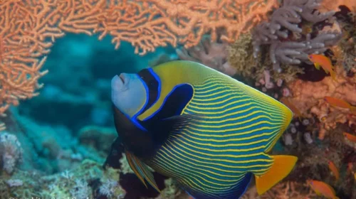 species of marine angelfish. It is a reef-associated fish, native to the Indian and Pacific Oceans, from the Red Sea to Hawaii and the Austral Islands.