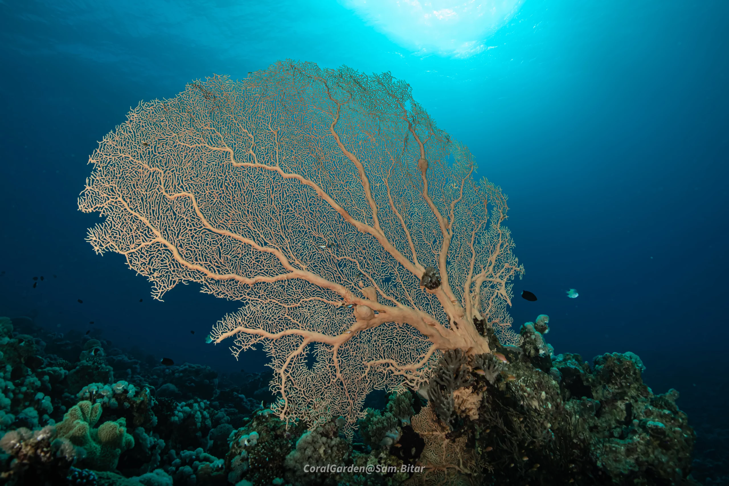 Gorgonia Corals