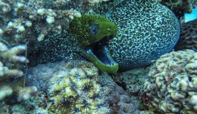 Moray eel. Marine life in Aqaba