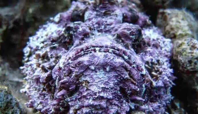 Stonefish. Marine life in Aqaba