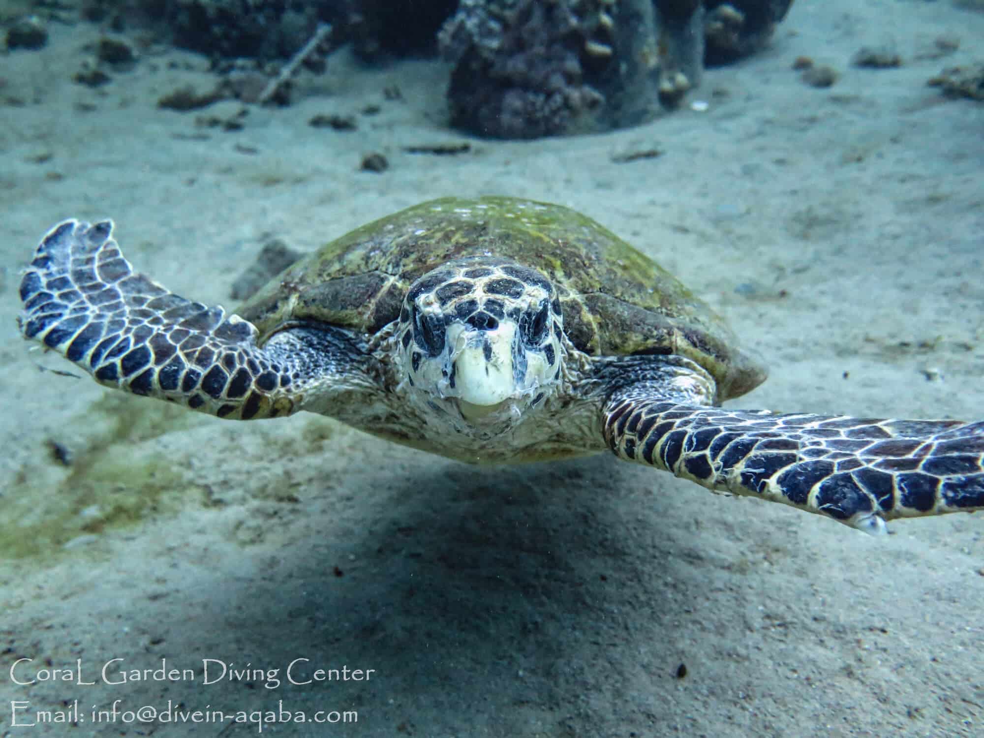 Turtle turtels in red sea , aqaba