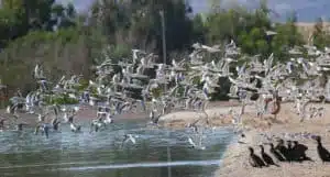 aqaba bird observatory a nature