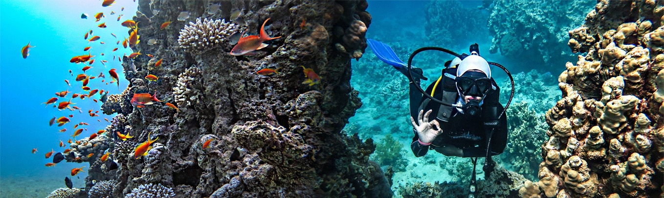 corals red sea aqaba, забронировать дайвинг