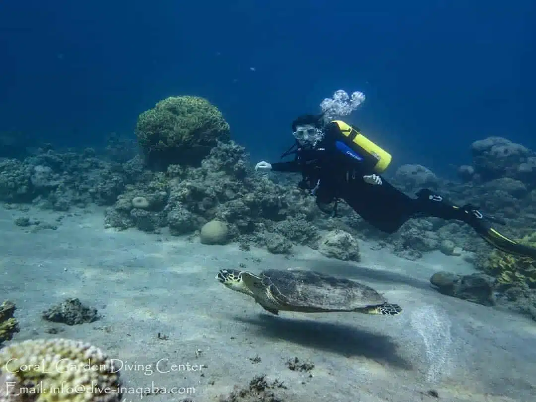 Aqaba Red Sea Girl diving with turtl, discover scuba diving