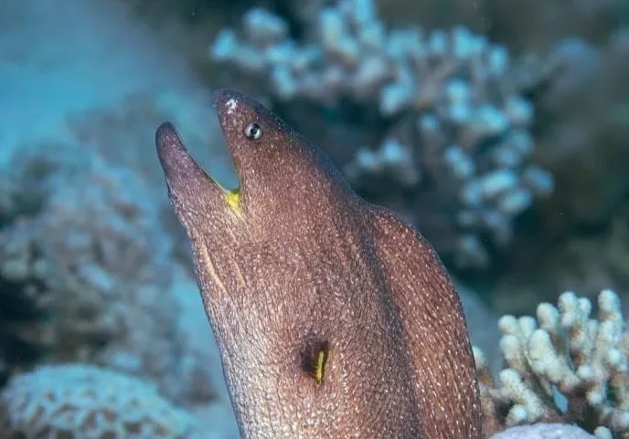 Giant-Moray-Eel Giant-Moray-Eel