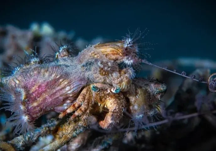 Hermit-crab- Hermit-crab-