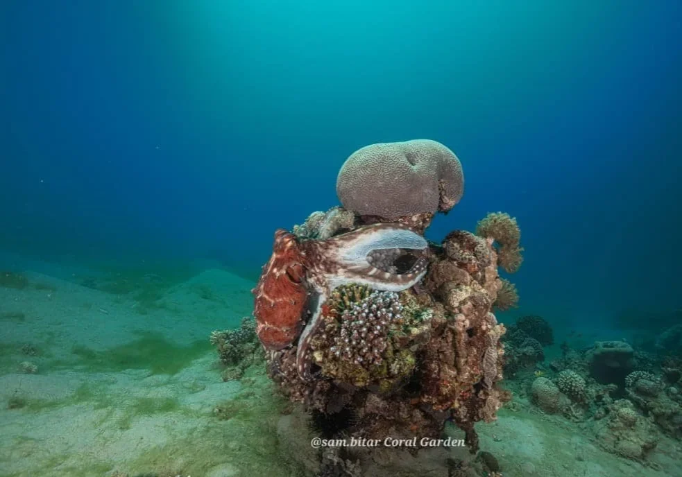 Octopus Octopus