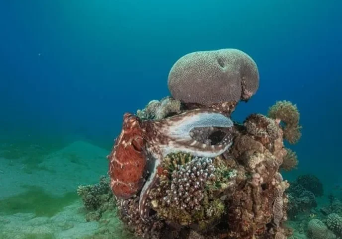 Octopus1 Octopus