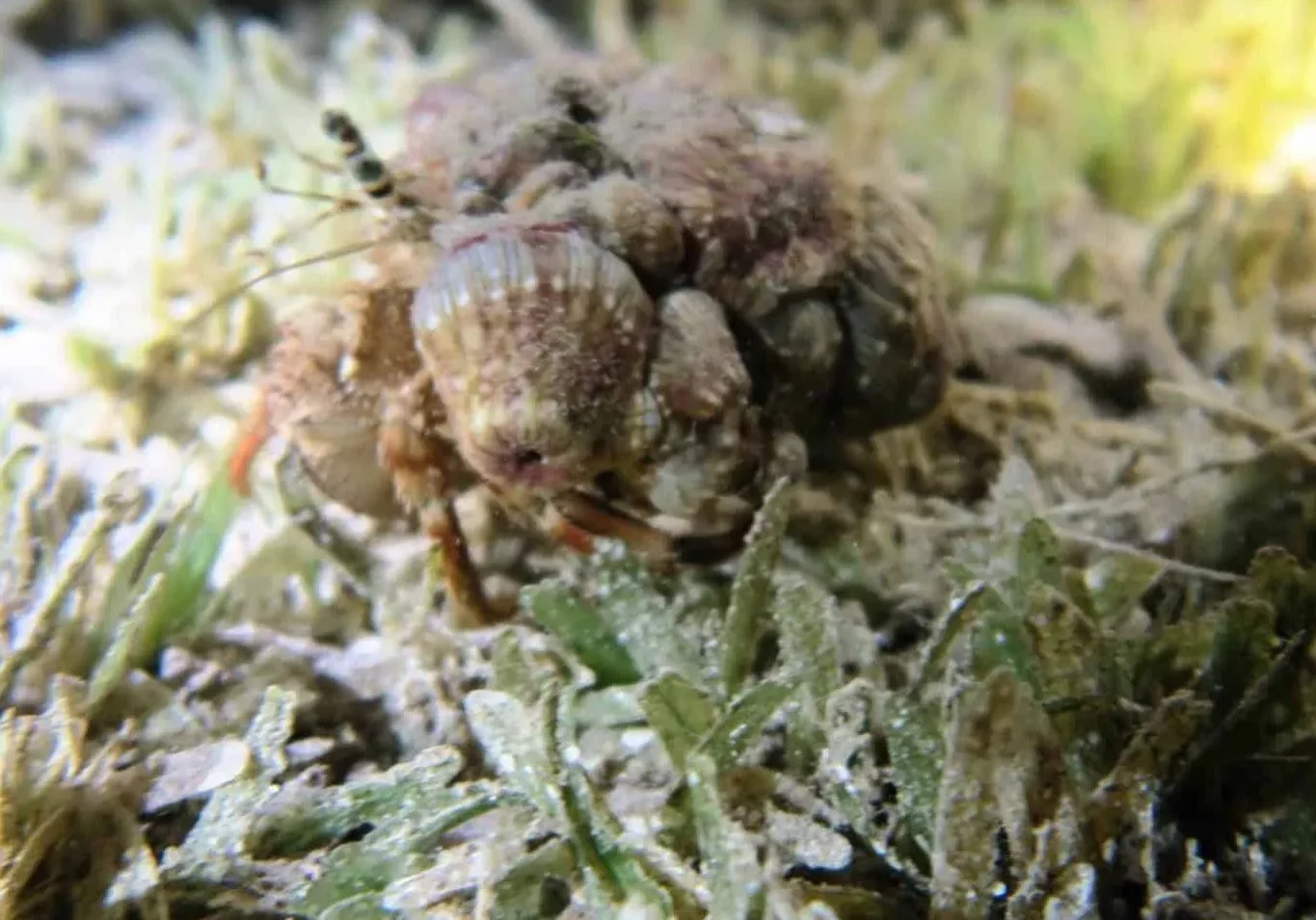 anemone-hermit-crab