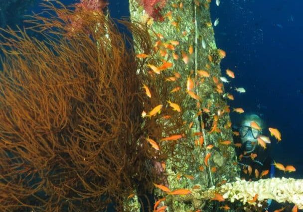Cedar Pride shipwreck dive site aqaba red sea, diving Aqaba