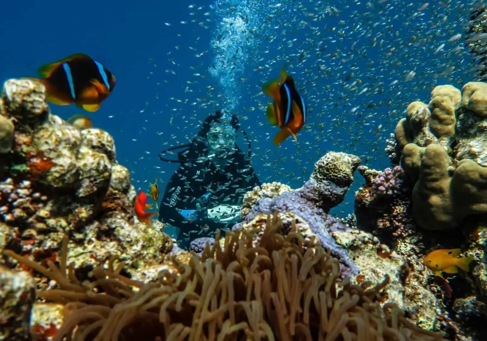 Clown fish Clown fish