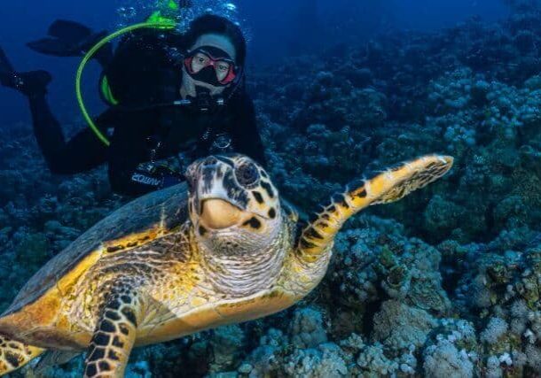 diving with turtles 