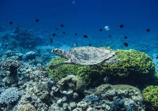 Snorkeling in the Red Sea with green turtle