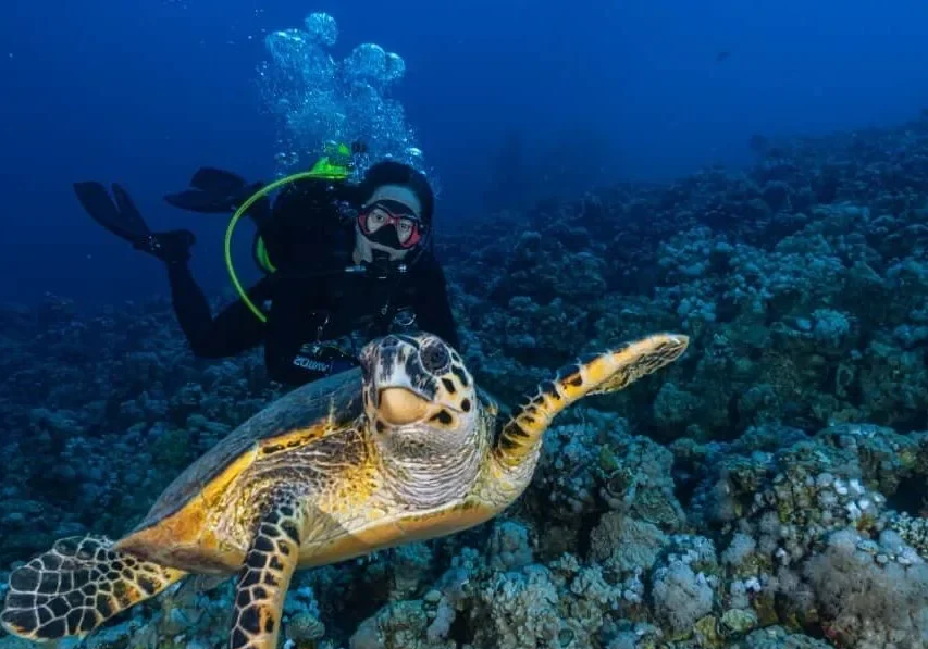 dive-in-aqaba
