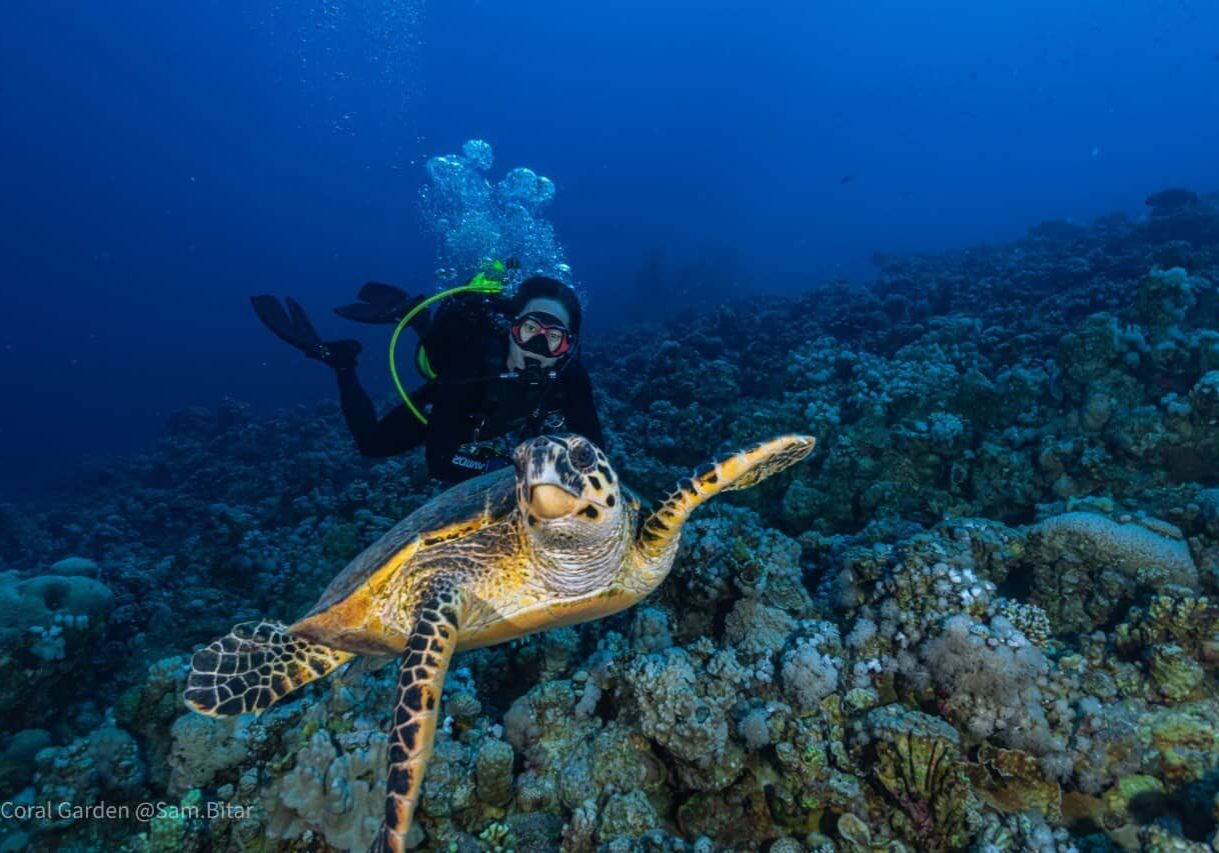 dive in aqaba with marine life sea turtle