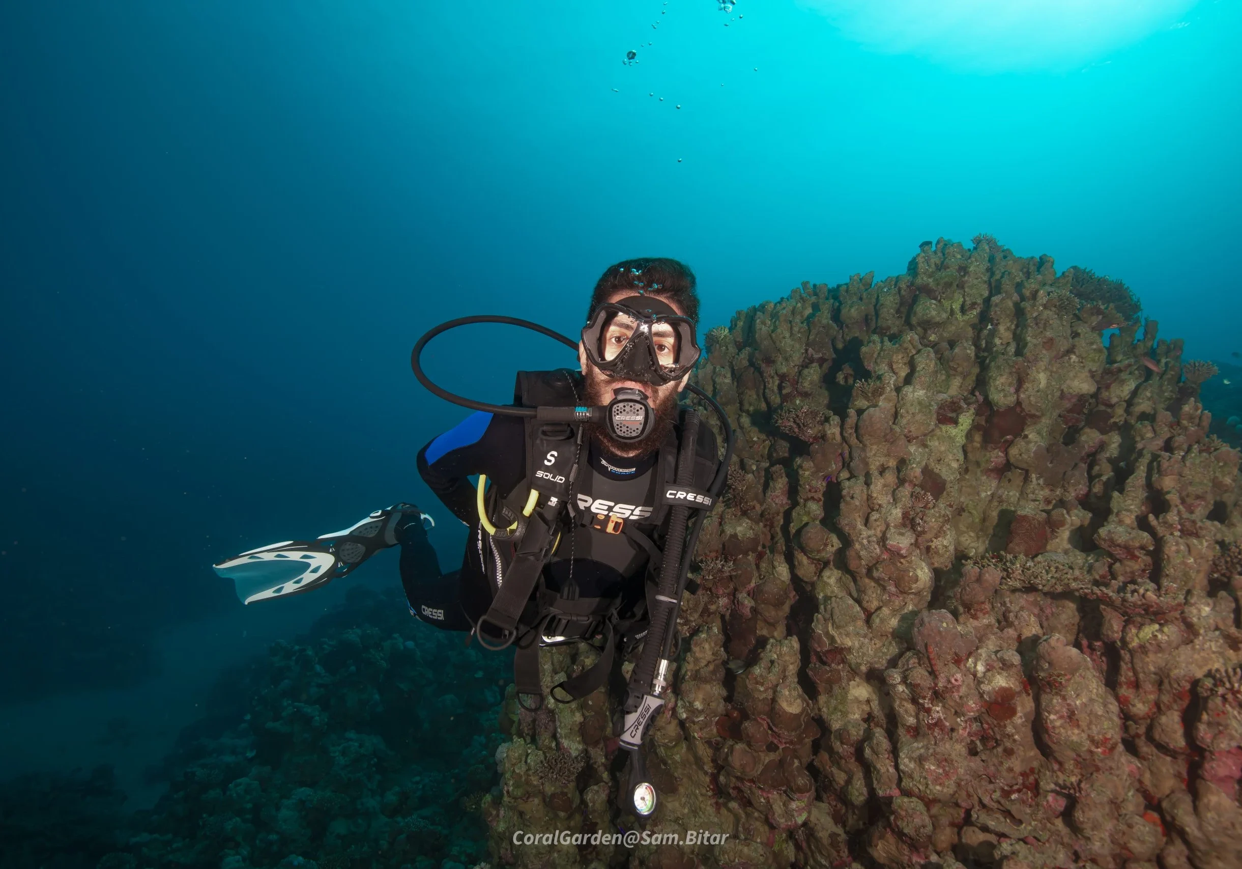 diver-and-brain-coral coral reef sites