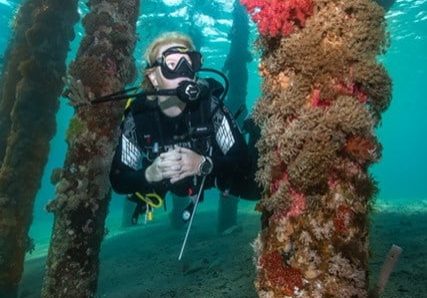 dive next pile of port Diving in Aqaba