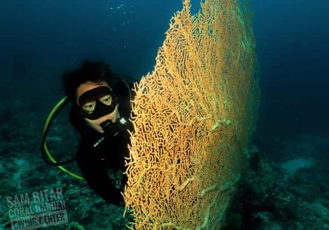 gorgone 2 Gorgonia coral corals diving in Aqaba