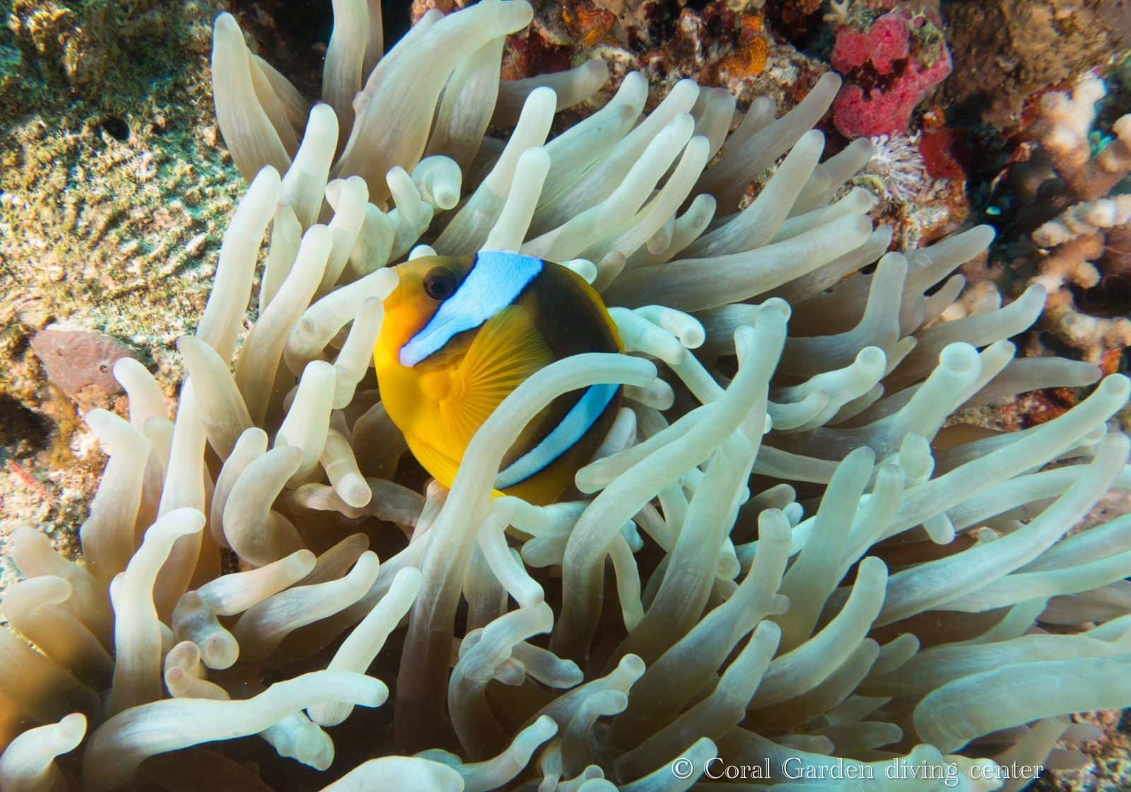 nemo clown fish nemo fish in red sea