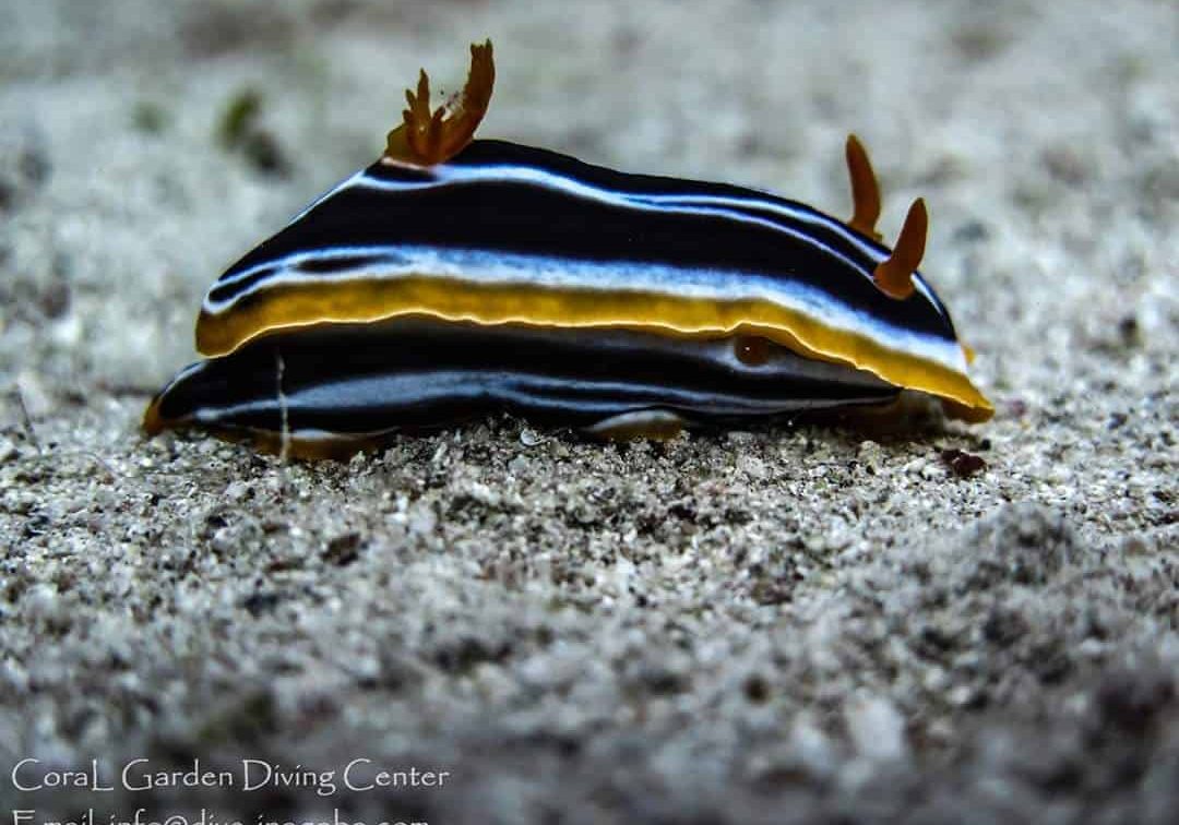 Nudibranch Red Sea