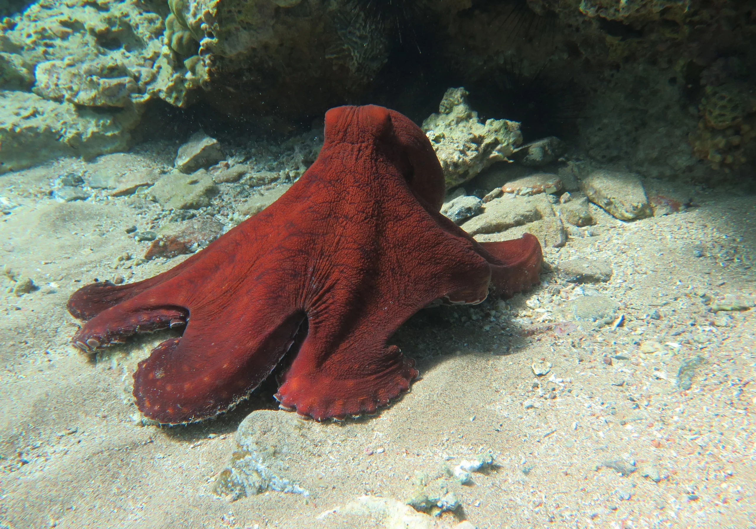 Octopus octopus