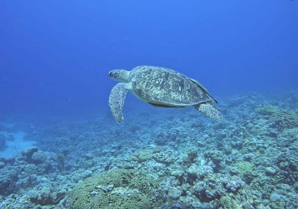 turtle marine turtles
