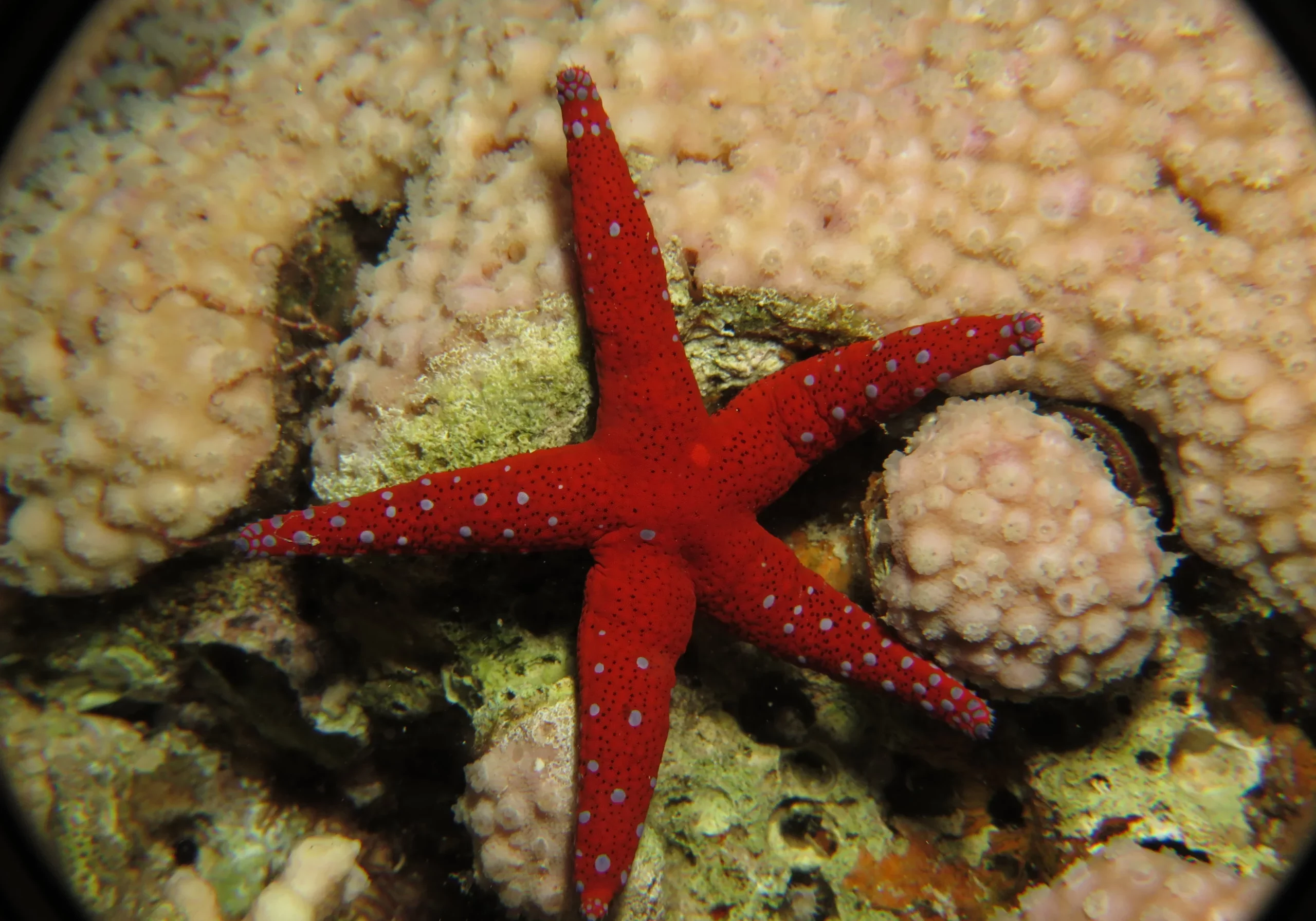 sea star on coral 