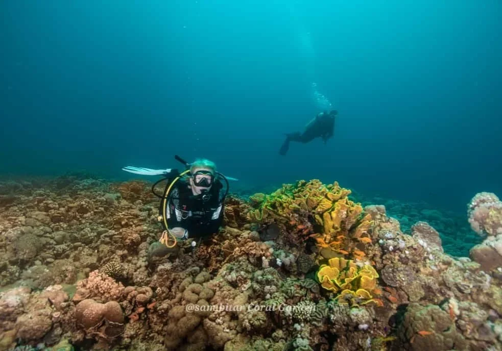 Diving with corals and marine life