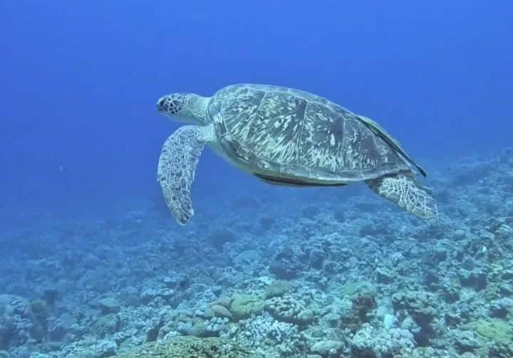 turtle turtle