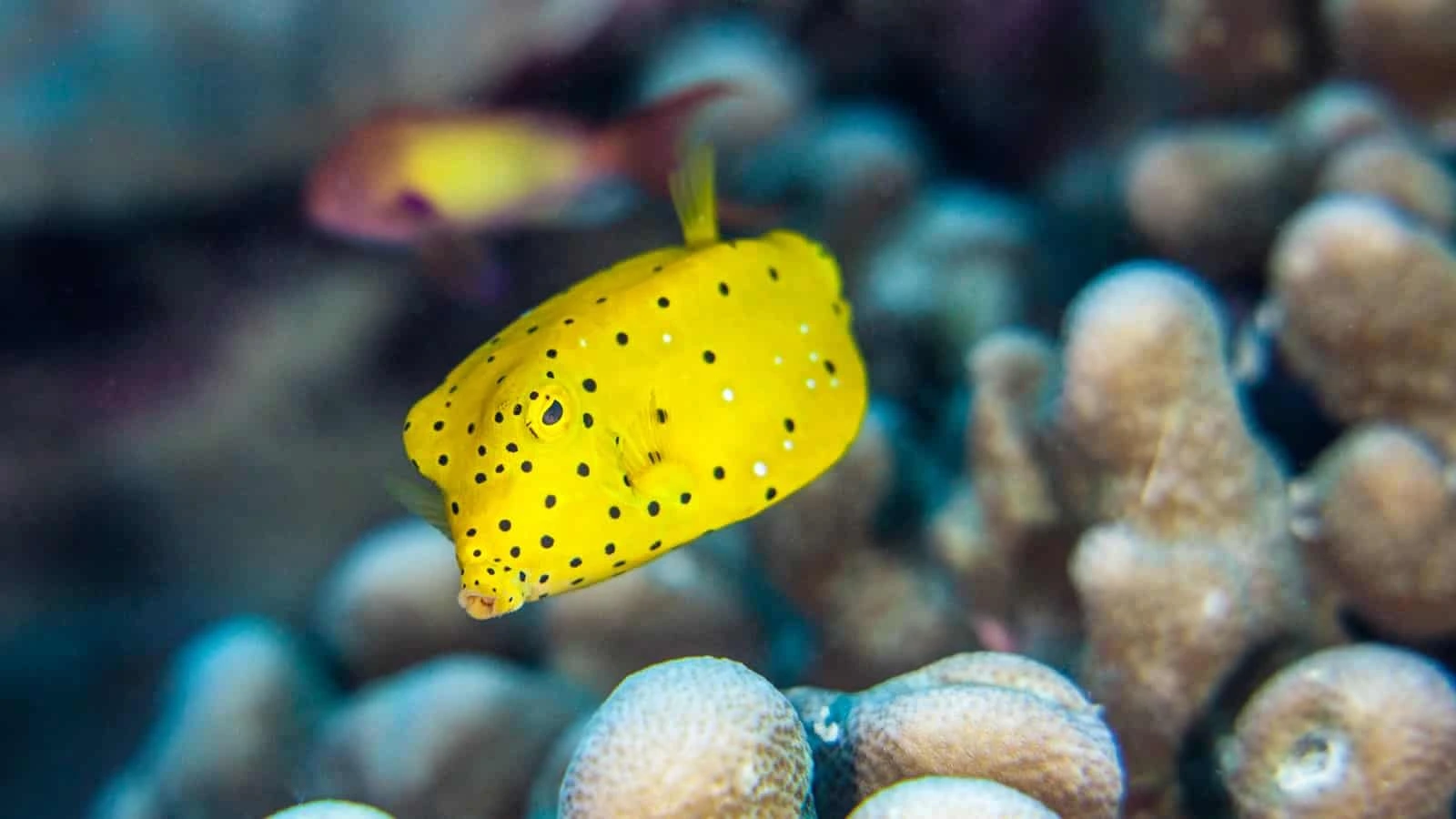 box-fish yellow Box fish