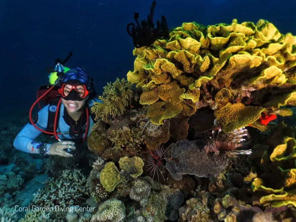 Coral reef Cabbage coral
