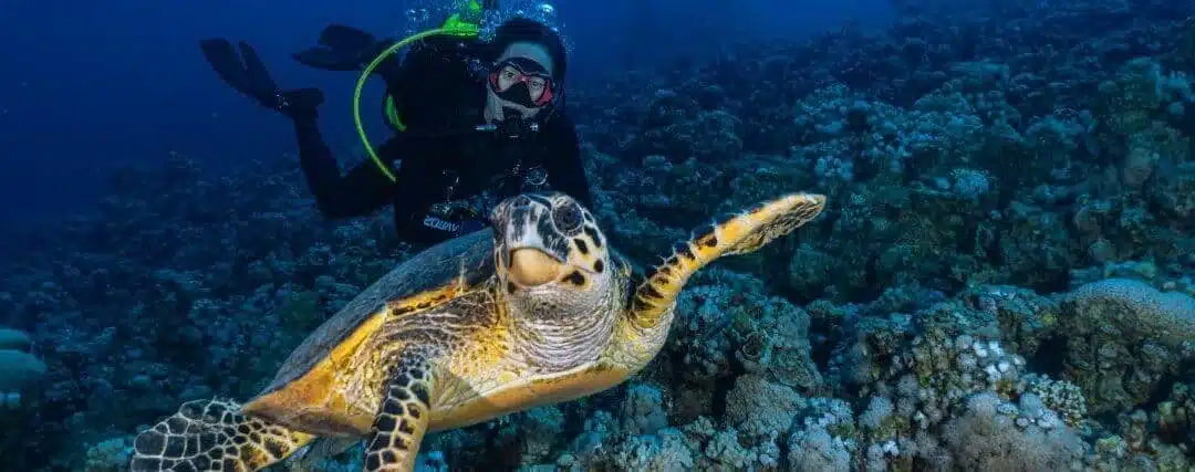 Marine life in Aqaba