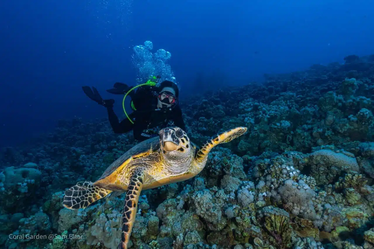 dive in aqaba with marine life sea turtle
