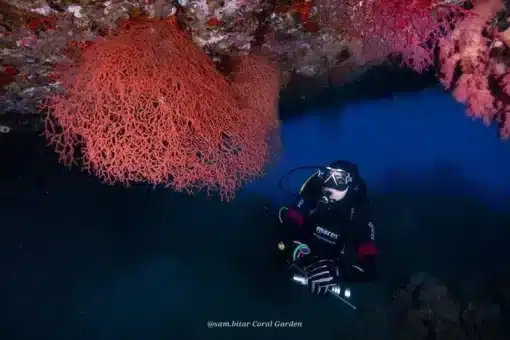 dive under wreck in aqaba