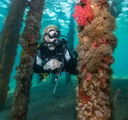 dive next pile of port Diving in Aqaba