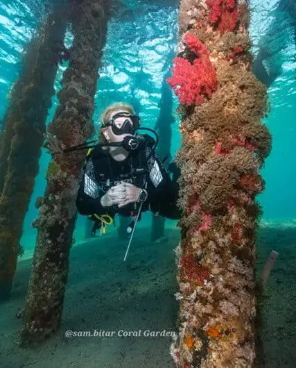 dive next pile of port Diving in Aqaba