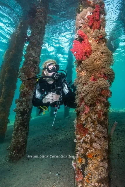 dive next pile of port Diving in Aqaba