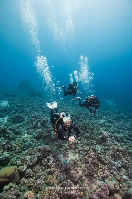 diving in aqaba divers group from boat