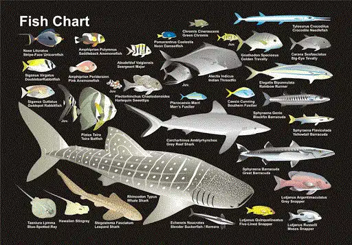 fish ID 1 Fish and shark identification course