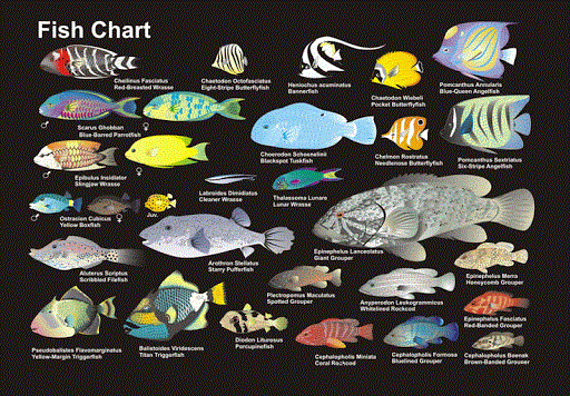 Fish identification course