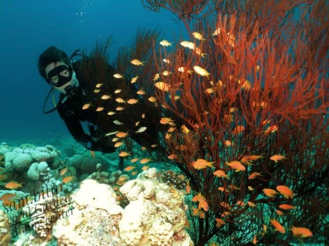 Diver at Japanese Gardens dive site Aqaba