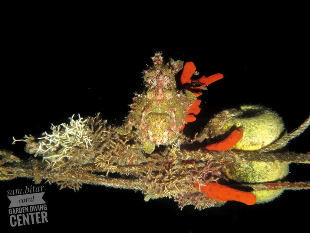 Frog fish during night dive red sea aqaba