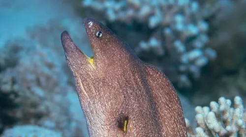 The giant moray is a species of moray eel and a species of marine fish in the family Muraenidae. In terms of body mass, it is the largest moray eel; however, the slender giant moray is the largest in terms of body length.