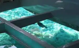 glass boat a A boat with a glass floor and a fish swimming in it.