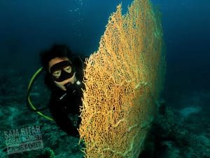 Gorgonia coral corals diving in Aqaba