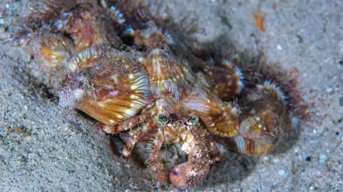 Hermit crabs are anomuran decapod crustaceans of the superfamily Paguroidea that have adapted to occupy empty scavenged mollusc shells to protect their fragile exoskeletons.