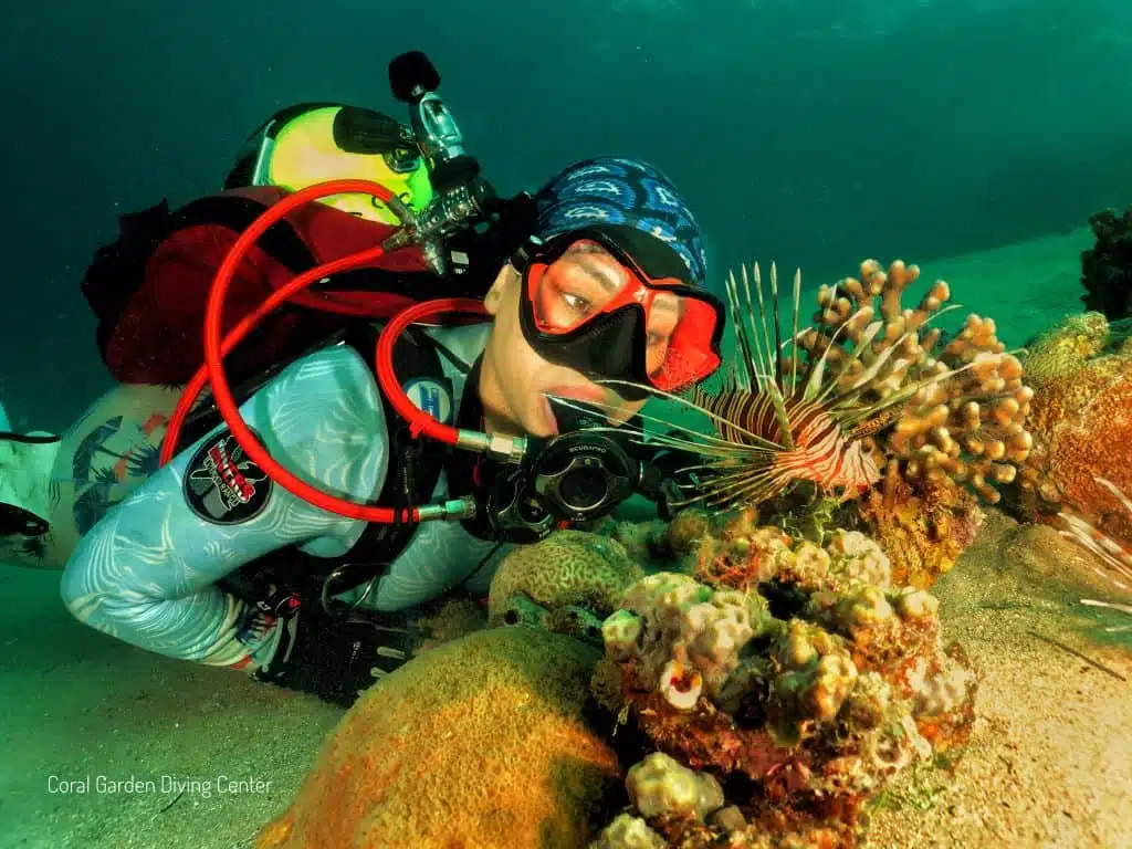 Lion fish red sea aqaba