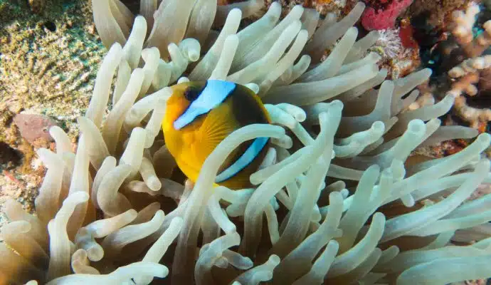 nemo clown fish nemo fish in red sea